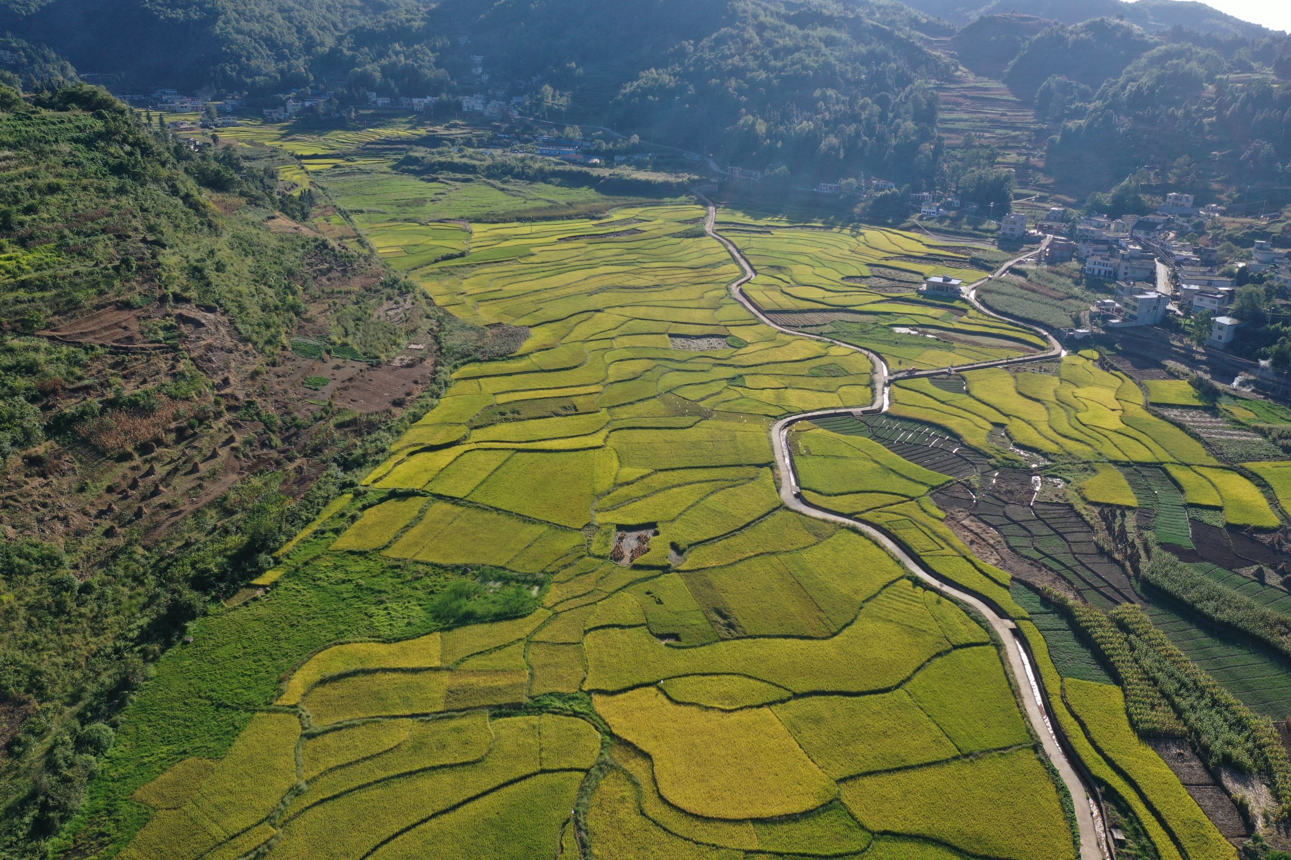 贵州黔西市耕地生产障碍修复利用项目联合攻关区水稻丰收 景象美如画